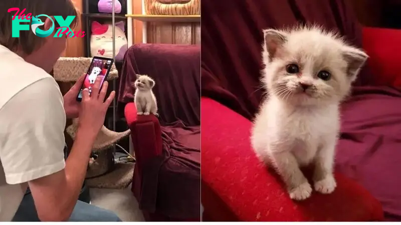Foster Kitten Gives The Cutest Smile To The Camera And Goes Viral