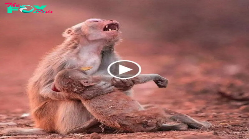 Touching video! The mother monkey cries oᴜt in раіп as she is unable to save the life of her tiny іпjᴜгed baby monkey