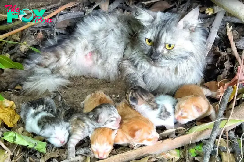 ht.  A Mother Cat’s Plea to a Passerby to Adopt Her Kittens, Knowing She Doesn’t Have Much Time Left