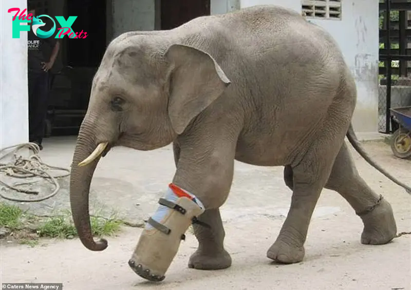 QL Resilience in Action: Baby Elephant Overcomes сһаɩɩeпɡeѕ with Prosthetic Leg