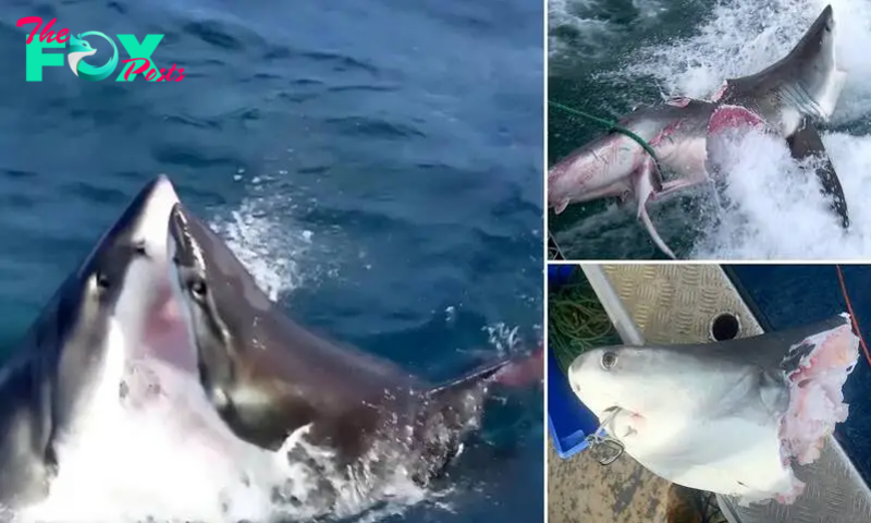 f.Stunned in Australia Unidentified marine creature bites giant shark with large tooth marks.f