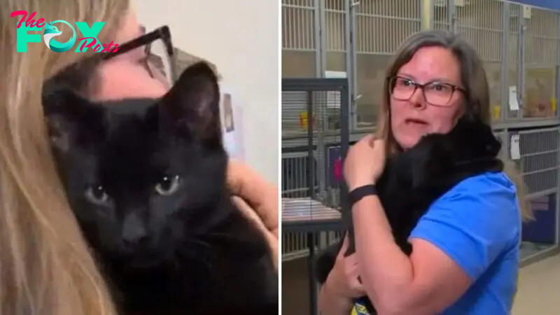 Delivery Driver Brings Cat To Safety After Seeing Her Get Thrown Out Of A Car
