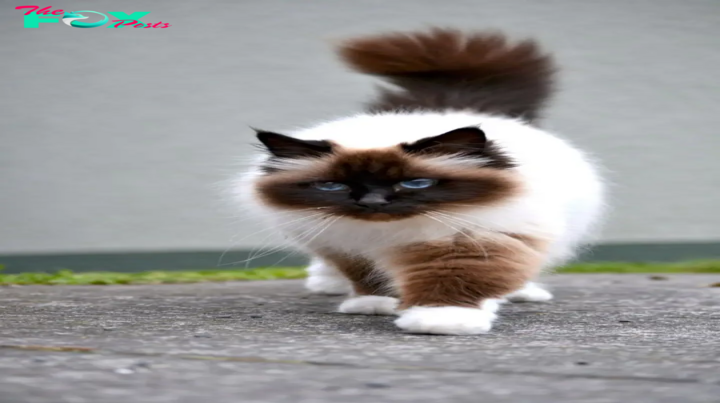 Exploring the Mystique of Birman Cats: Graceful Felines with Enigmatic Charisma – B1