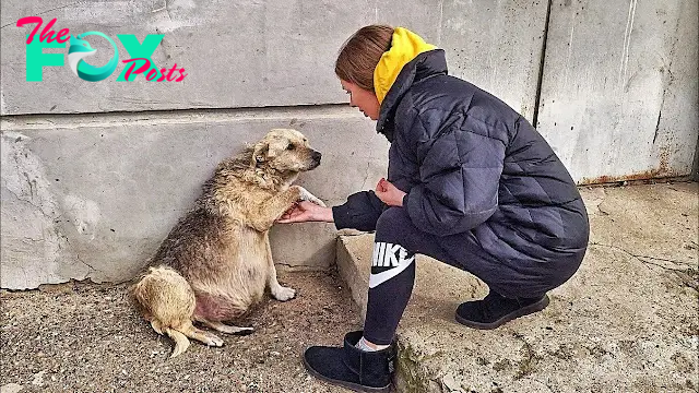 h. Chico, a pregnant stray dog, forsaken and solitary, set off on an extraordinary quest, covering more than 5km in pursuit of kindness. Her relentless pleas touched a young woman who couldn’t ignore her distress. This act of compassion and the subsequent rescue endeared Chico’s story to countless hearts