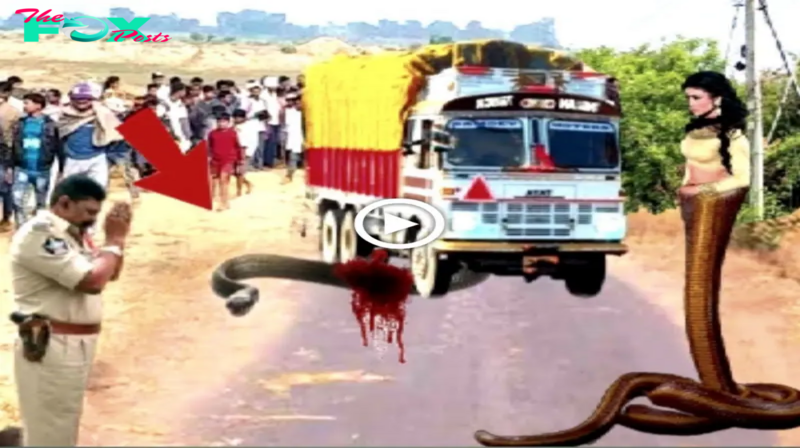 nhatanh. When the Truck Driver Ran Over the Snake, Everyone Was ѕһoсked by Its ᴜпexрeсted Reaction. (Video)