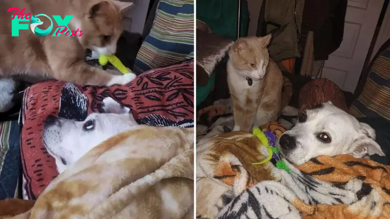 Feline Takes Care Of His Canine Sibling, Melting Viewers’ Hearts But Confusing The Dog