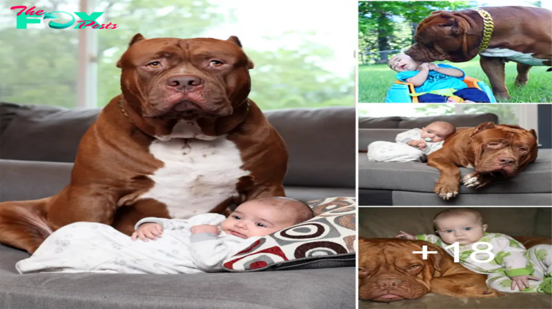 Aww Benevolent Behemoth: 130-Pound Canine Brings Sweet Dreams and Joy to Infants, Capturing the Hearts of the Online Community.
