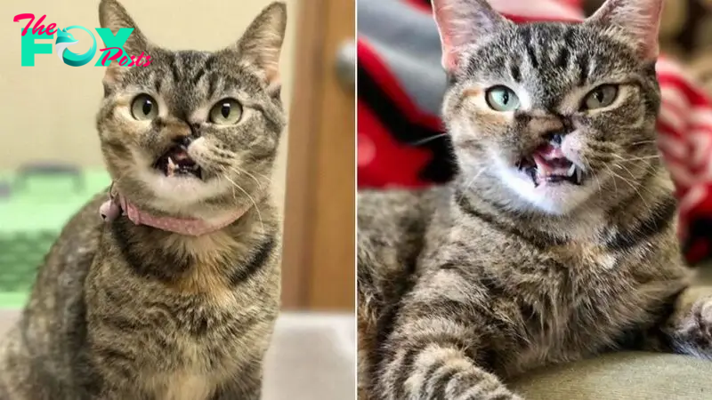 Feline Shot In The Face As A Kitten Finds Happiness In Life