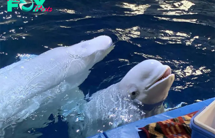 SAO. “Euphoric Liberation: Two Beluga Whales Delighted to Escape Performing in China – A Heartwarming Story of Freedom.”.SAO
