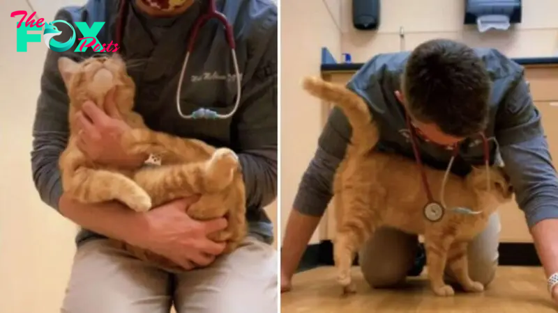 A Kind-Hearted Vet Saves The Feline From Euthanasia