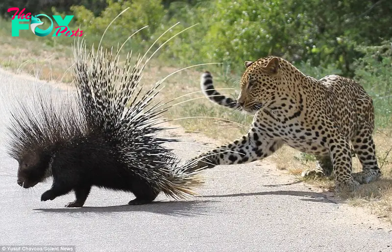 Leopard ends up with a porcupine’s quill up its nose after trying to eat the spikey creature – but it soon gets its own back… (video) /b