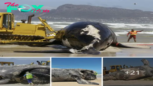 In South Africa, a 15-meter-long enormous whale washes ashore. ‎