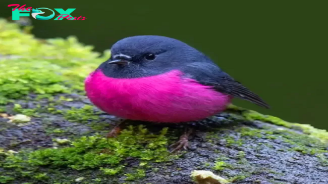 QL Witness the Cuteness Overload of the Pink Robin – A Heartwarming Delight