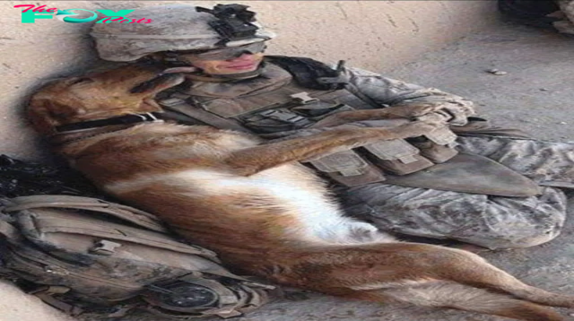 tph.”Unbreakable Bond: Soldier and Loyal Dog Share Heartwarming Nap, Inspiring Millions with Their Embracing Loyalty.”.tph