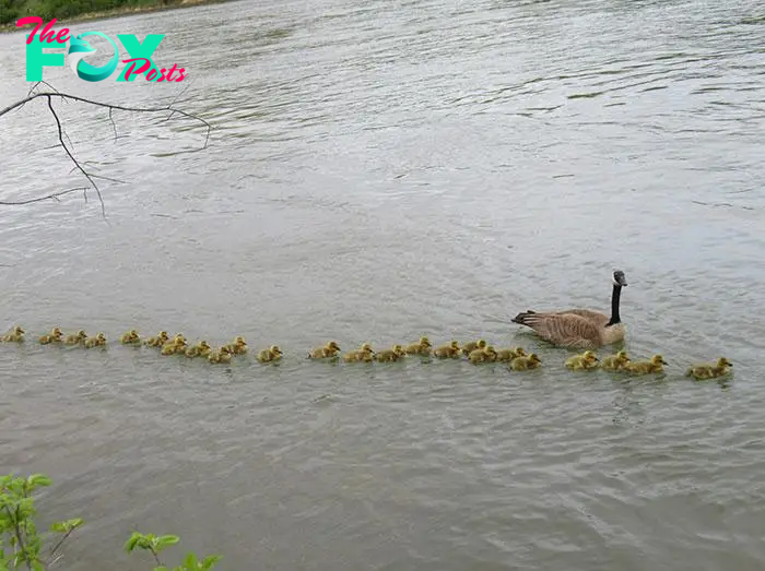 LS “””This Mother Goose, Alongside Her Partner, Cares for 47 Goslings.””