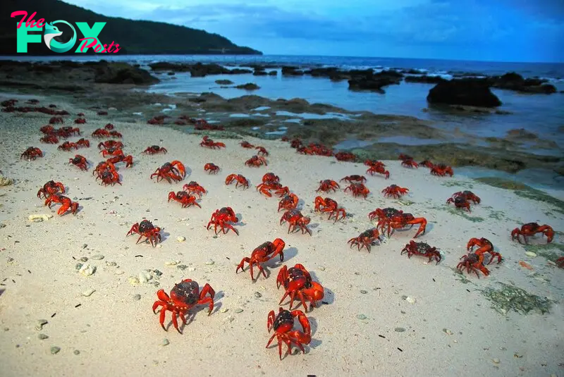 Countless red crabs gather in a mesmerizing mating ceremony, transforming the dull island into a breathtaking display of natural beauty and magnificence.  .SB