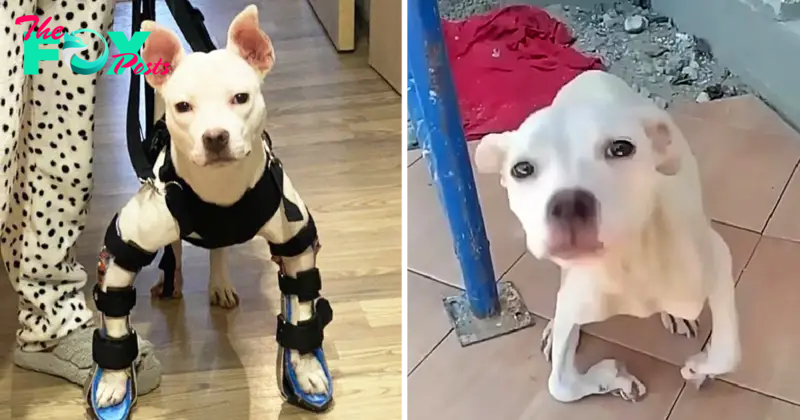 “The Heartwarming Journey of a Stray Dog: Overcoming a Crooked Leg to Find the Way Home”