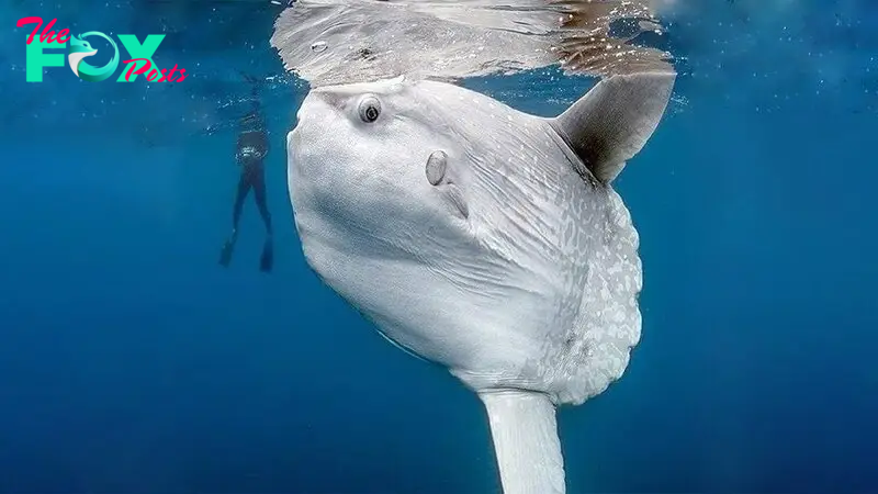 .Massive Circular Albino Fish, Exceeding 22 Feet, Charms Diver with Friendly Salute in Deep Ocean Encounter, Ignites Online Buzz..D