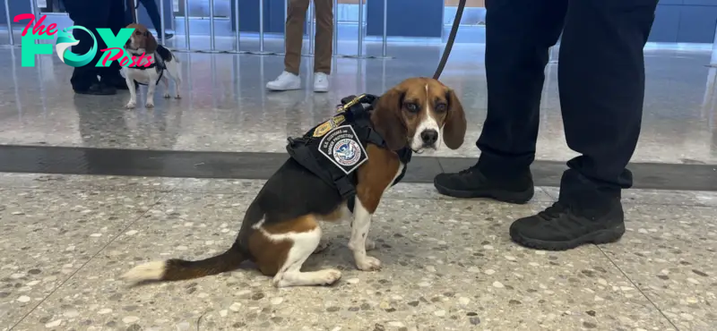 SAU.”Dogs at Dulles Airport: Meet the Unpettable Security Canines”.SAU