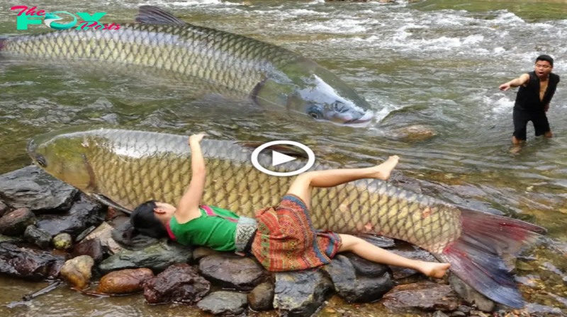 Revealing the Extraordinary: Couple Catches Giant Catfish Bare-Handed Along an Ancient Stream, Demonstrating Remarkable Survival Skills Deep in the Forest (Video)