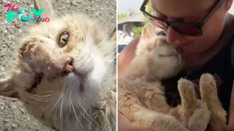 Abandoned Cat Is Adopted And He Can’t Stop Kissing His New Owner