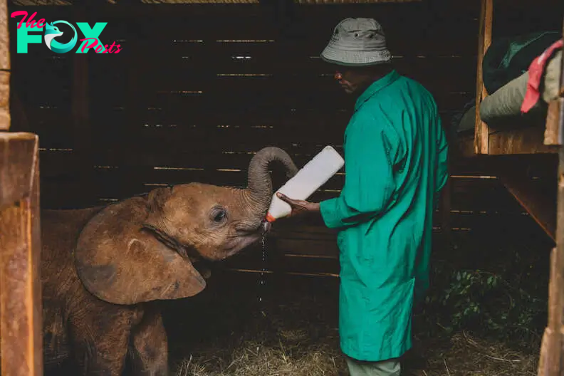 QL Blanket of Love: A Heartrending Tale of ѕасгіfісe as an Adoptive Father Ensures an Orphaned Elephant’s Comfort in Grief