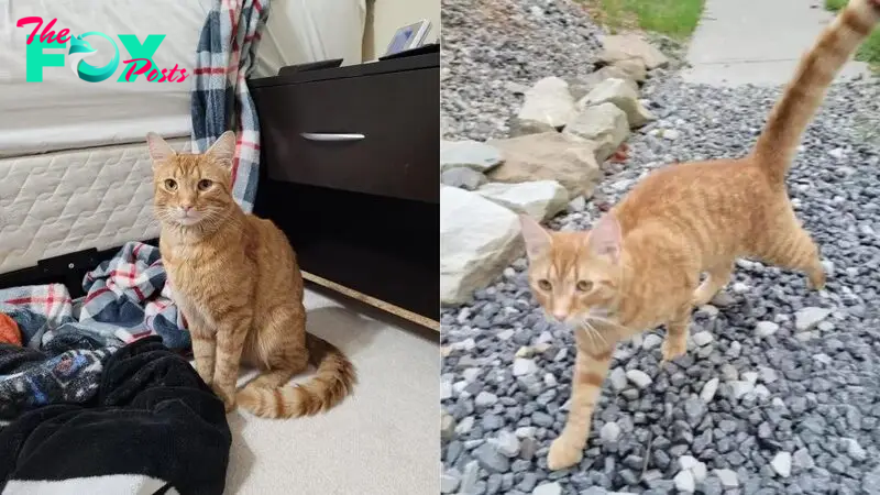 Devoted Feline Travels 40 Miles Over Two Months Just To Find His Missing Family