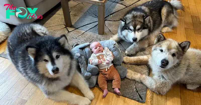 “Three Dogs Protect Baby: A Safe and Loving Journey”