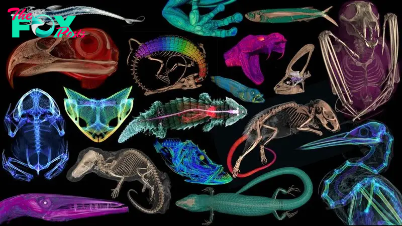 Striking virtual 3D scans reveal animals' innards — including the last meal of a hognose snake