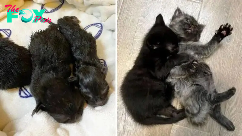 The Bond Between These Kitten Brothers Is Out Of This World