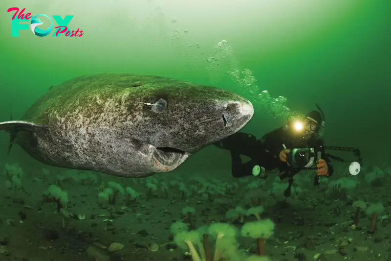 h. “Journey through Time: American Scientists Unearth 500-Year-Old Greenland Sharks Born in the 17th Century, Unveiling a Fascinating Discovery Beneath the Great Ice”