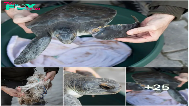 Battling Ocean Debris: Resilient Turtle Overcomes a Broken Limb, Inspiring Tale of Survival Against Sea Pollution