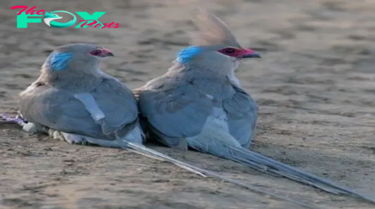 QL Unveiling the Vibrant Wonders of the Blue-Naped Mousebird: Exploring Its Unique Traits and Dazzling Hues