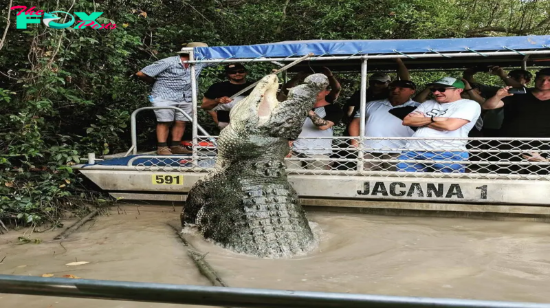 f.The world’s LARGEST crocodile’s scary swamp home is 18ft and 20ft long.f