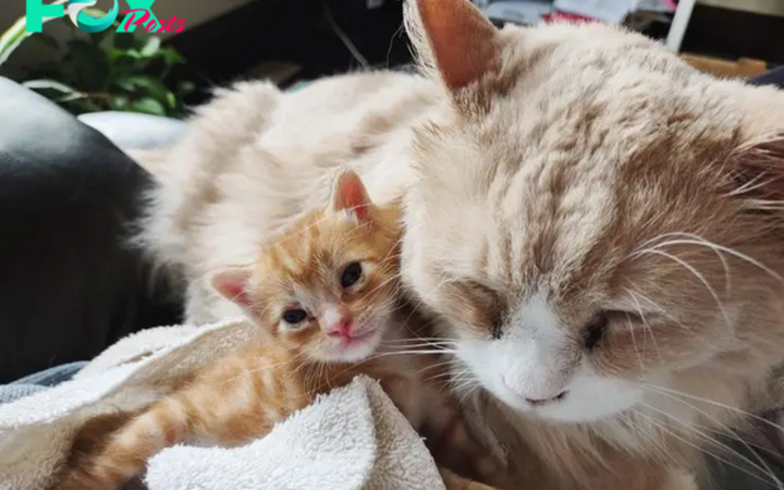 ntt.Nurturing Bonds: Heartwarming Tale of a Family Cat Adopting a Kitten and Embracing Parenthood Together.