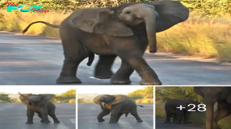 Wildlife Waltz: Baby Elephant’s Playful Moves Steal the Show on South African Safari