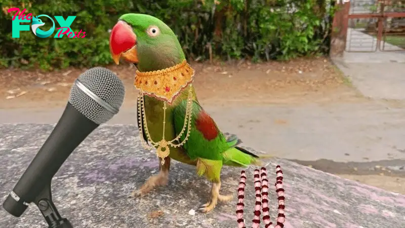 1S.A mesmerizing parrot is captivating audiences with its enchanting melodies, singing in a captivating manner that echoes around the world. This captivating spectacle has been beautifully captured in a mesmerizing video.