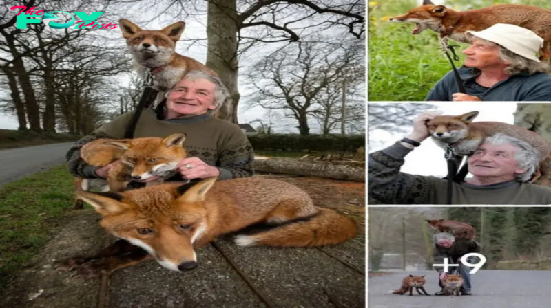 Heartwarming Connection: Grandpa’s Unforgettable Bond with Rescued Foxes Leaves Hearts Touched