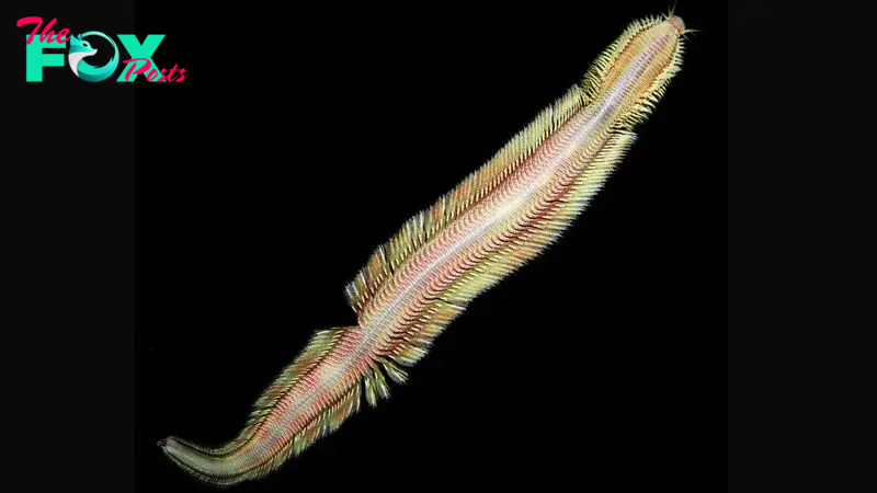 Technicolor 'living magic carpet' deep-sea worm discovered near methane seep off Costa Rica
