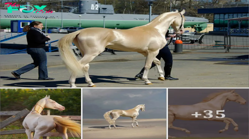 SAO. Named “The Most Stunning Equine Globally,” the Akhal-Teke Dazzles as a Memorable Creature You Won’t Soon Forget.SAO