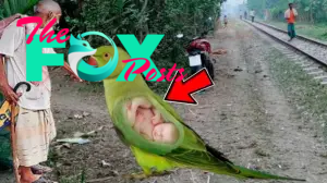 f.A pregnant parrot nearly 2 meters tall with human shape (Video).f