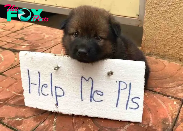 /5.Urgent plea: Abandoned puppy, adorned with a poignant sign, begs for human assistance amidst widespread apathy.