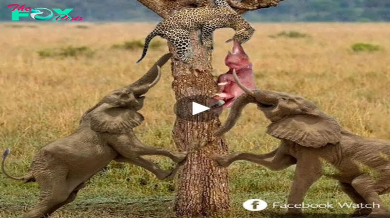 Los padres de elefantes salvajes lucharon frenéticamente con un leopardo que intentaba secuestrar a su cría y llevarla a un árbol para comerla