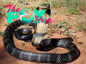 We’re finally close to a universal antivenom that works against cobra, krait and black mamba snake bites, say…