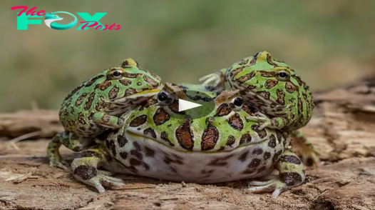 Unusual Encounters: Experts Baffled by Multi-Limbed and Multi-Headed Frogs Found in Somerset’s Waterways (video) ‎