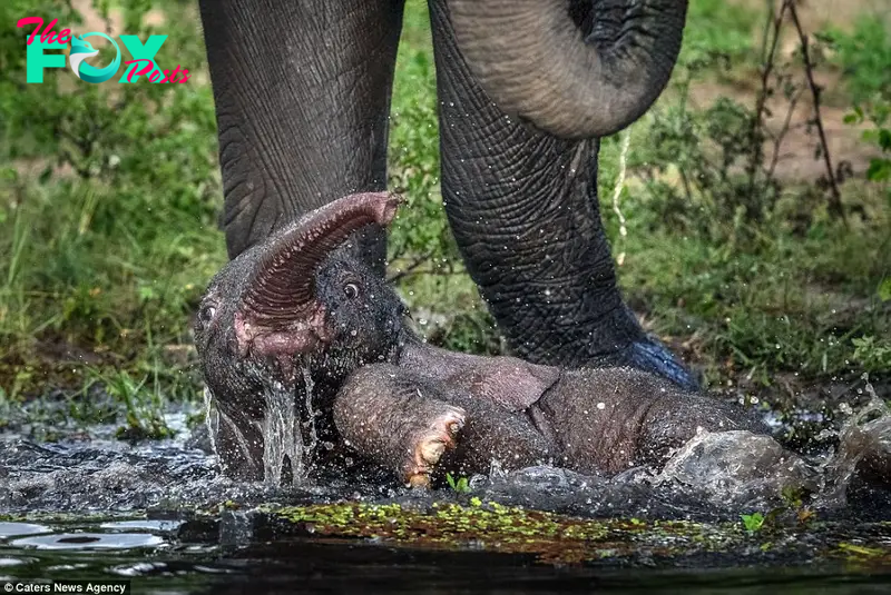 QL Heartwarming Moment: Mother Elephant Rescues Calf from River