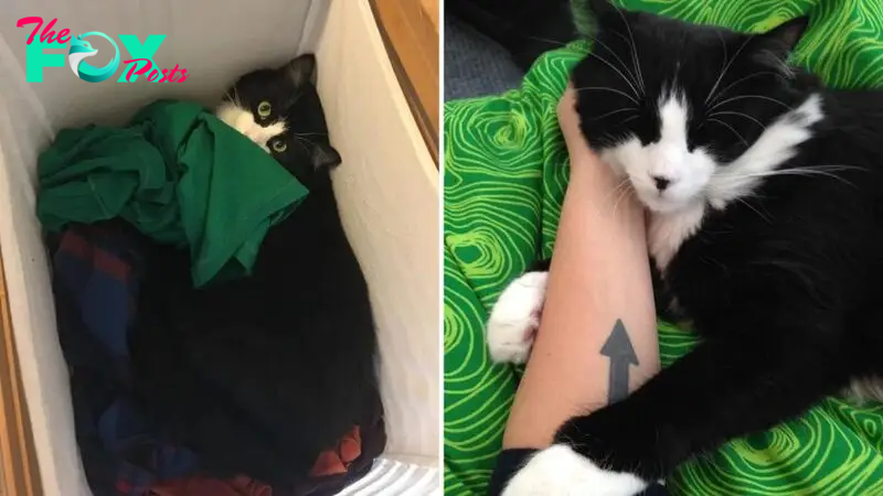 Cat Finally Finds A Fur-Ever Home After Being Returned To The Shelter 5 Times
