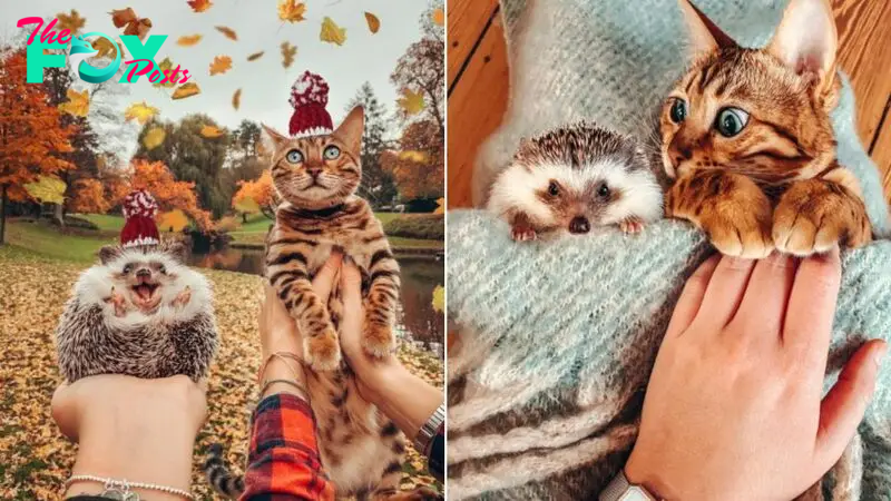 Meet The Adventurous Duo, Bengal Cat And Its Hedgehog Best Friend