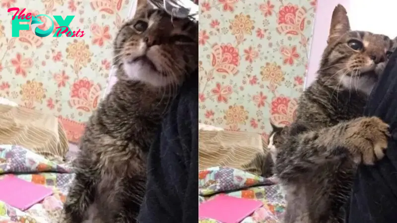 After Losing The Only Family He’s Ever Known, This 16-Year-Old Cat Finds A New One