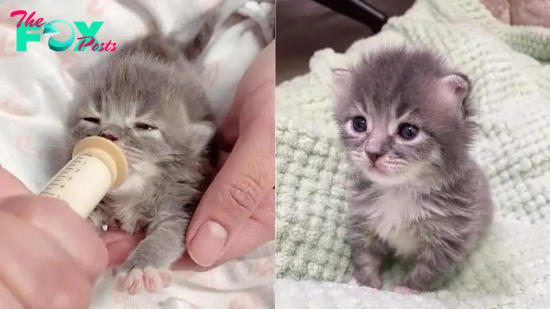 Newborn Kitten Holds Onto Hands That Helped Her And Won’t Let Go